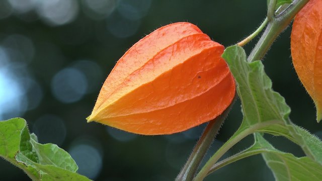 physalis in the nature