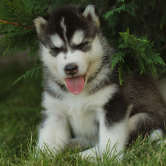 Siberian husky dog outdoors. Portrait of a little husky dog puppy. Close-up.