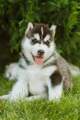 Siberian husky dog outdoors. Portrait of a little husky dog puppy. Close-up.
