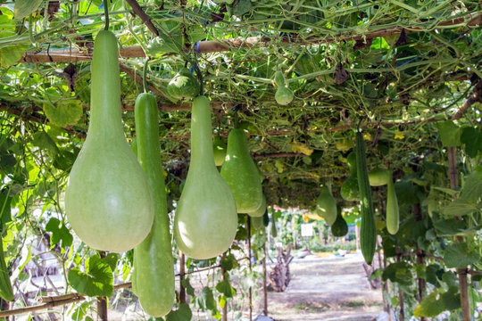 Bottle gourd ( Lagenaria siceraria) hanging on vine in a garden.