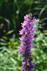 Obraz premium Violette Blüte (1)