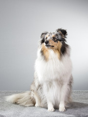 A sheltie portrait. A shetland sheepdog is posing in a studio.