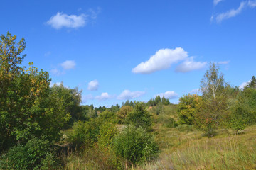 Obraz premium пейзаж осень в лесу желто-зеленная листва на деревья красивое небо 