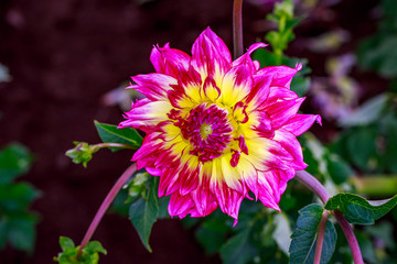Obraz premium Beautiful dahlia in the garden
