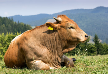 A brown cow with white spots standing on mountain pasture.