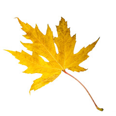 Herbstschönheit: buntes Blatt :)