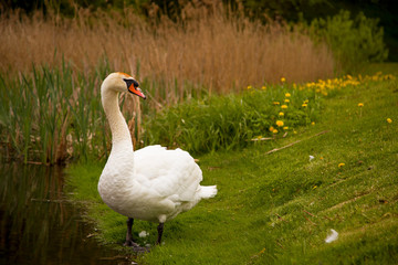Swan
