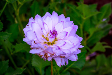 Obraz premium Beautiful dahlia in the garden