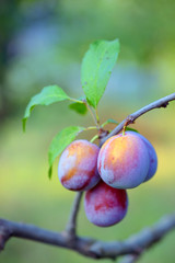 ripe plums