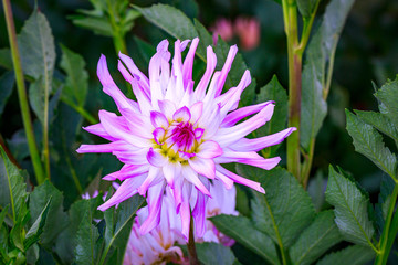 Beautiful dahlia in the garden