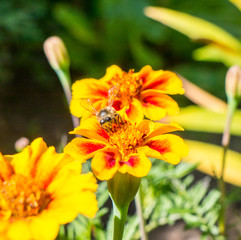 Wasp.