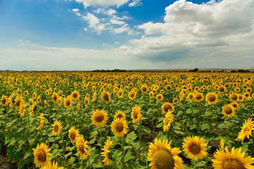 Sunflower field in the summer, Bulgaria