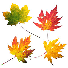 Goldener Herbst: Collage bunter Blätter :)