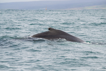 Fototapeta premium Megattera in immersione