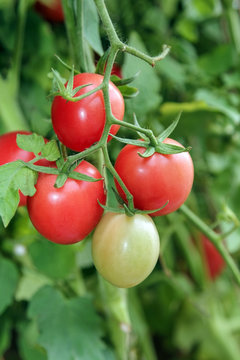 Red and Green Tomatoes on a stem in a vegetable garden