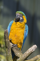 Blue-and-yellow macaw
