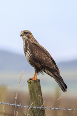 Buzzard (Buteo buteo)