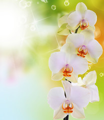 Orchid flowers on abstract background
