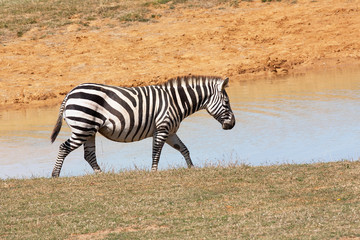 Zèbre au bord de la mare