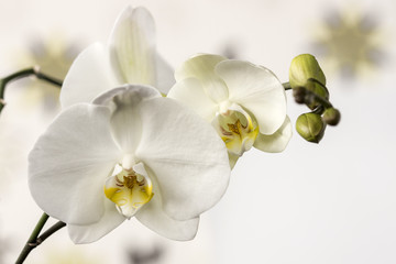 Obraz na płótnie Canvas Macro and close-up photos of orchid