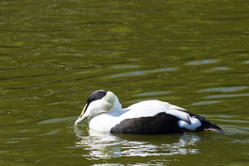 Common Eider - Somateria mollissima