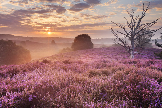 Blooming heather at sunrise, Posbank, The Netherlands