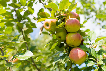 erntereife Äpfel am Ast