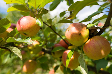 erntereife Äpfel am Ast
