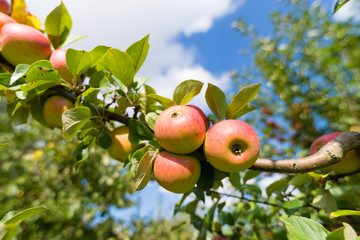 erntereife Äpfel am Ast