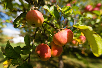 erntereife Äpfel am Ast