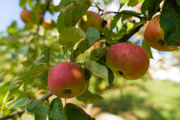 erntereife Äpfel am Ast