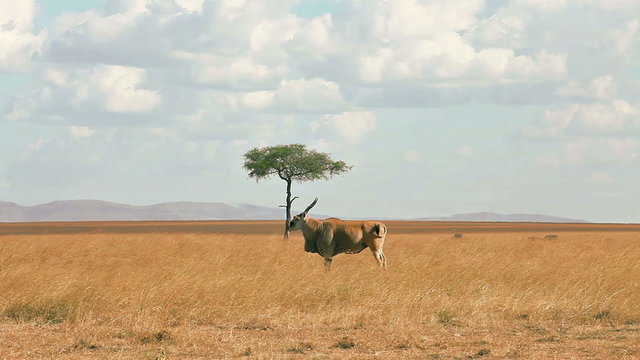 Eland antelope in grass during the dry season
