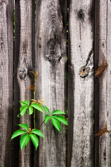 Green leaves of the wild grapes on vintage wooden background wit