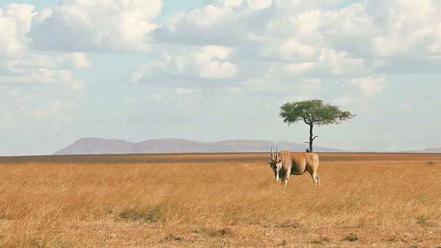 Eland antelope in grass during the dry season
