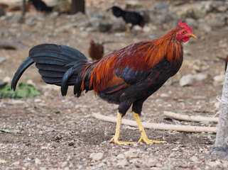 Spanish black and red chicken