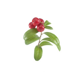 Fototapeta premium Branch of cowberry