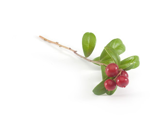 Branch of cowberry
