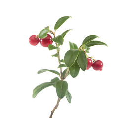 Branch of cowberry
