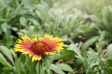 Sun Gaillardia flower blooming in the garden