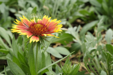 Sun Gaillardia flower blooming in the garden