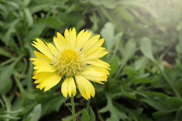 Sun Gaillardia flower blooming in the garden