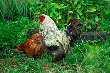 The rooster and hen in the village yard.