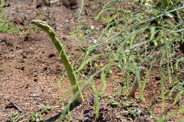 Obraz premium アスパラ