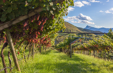 Vitigno collinare -Trentino- Italy