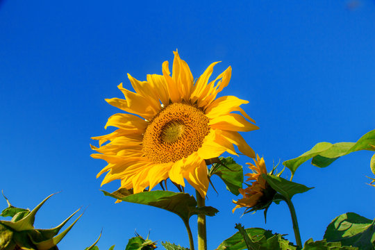 Sunflowers against the blue sky.