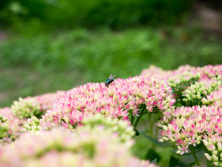 Obraz premium Fly.