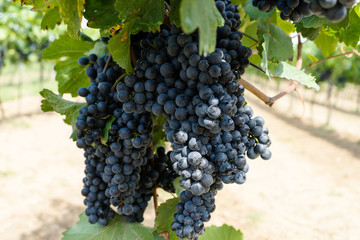 Weinrebe mit blauen Weintrauben