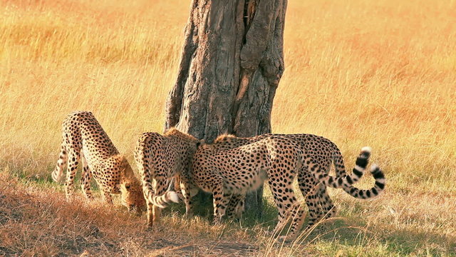 Male cheetahs marking their territory on a tree in Masai Mara, Kenya
