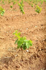 A small vineyard for a big wine