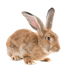 Breeding adult rabbits "Giant"Isolated on white background. A series of images